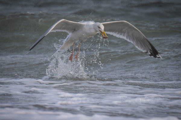 Herring Gull (Larus argentatus) with captured starfish in its beak, Hvide Sande, North Sea, Denmark