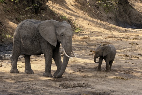 African elephant (Loxodonta africana), adult, juvenile, dried up riverbed, water search, Kruger, Kruger National Park, South Africa