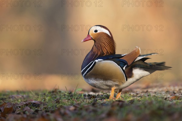 On land... Mandarin duck (Aix galericulata) colourful male, drake, conspicuous, very pretty duck species, which has established itself as a captive refugee in many places, detailed side view with all essential identification features, native nature, Lower Rhine, Rhineland, North Rhine-Westphalia, Germany, Western Europe