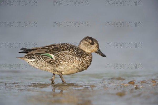 Europe's smallest duck... Teal (Anas crecca), female leaves the water, runs ashore, detailed side view, flat, natural-looking perspective, beautiful, soft, warm light, native nature, North Holland, Netherlands, Western Europe