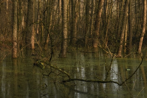 At high water levels... near-natural marshy forest, alluvial forest with alders, poplars, ash trees and dense undergrowth, alder forest in the area of a Rhine meander that silted up centuries ago, old Rhine, endangered native nature, weather conditions, unspoilt landscape in North Rhine-Westphalia, Germany, Lanker Bruch, Strümper Bruch, Ilvericher Altrheinschlinge, Meerbusch, Rhein-Kreis Neuss, North Rhine-Westphalia, Western Europe