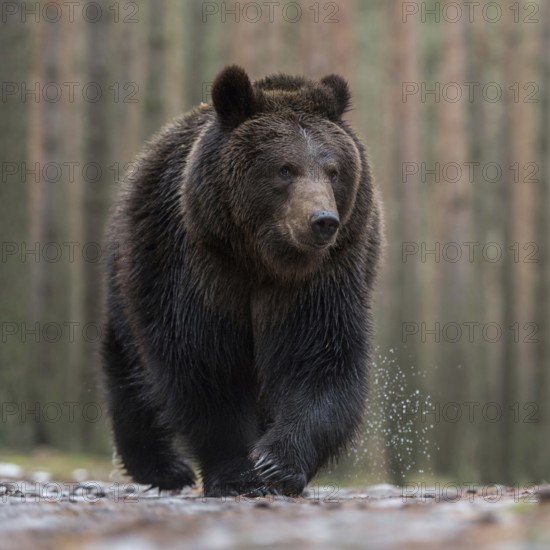 European brown bear (Ursus (genus) arctos) runs with a critical look directly towards the photographer lying on the ground, shot from the mouse's perspective, very nice to see the knife-tip long dangerous claws of the bear, frontal, quite impressive detailed shot of our largest land predator, native nature, Central Europe
