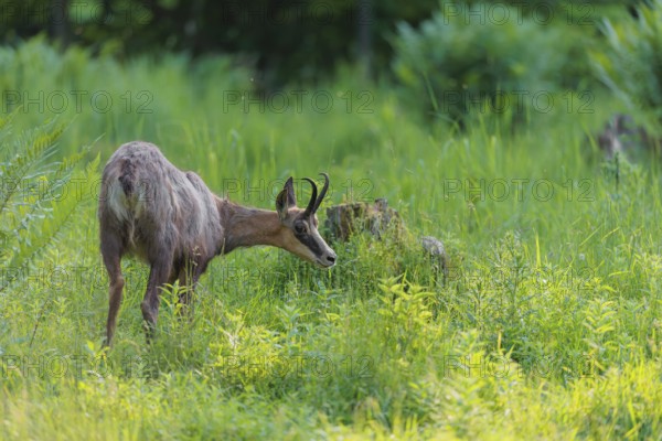 An adult chamois (Rupicapra rupicapra) stands in the tall grass of a green meadow on a sunny day.. Tyrol, Austria