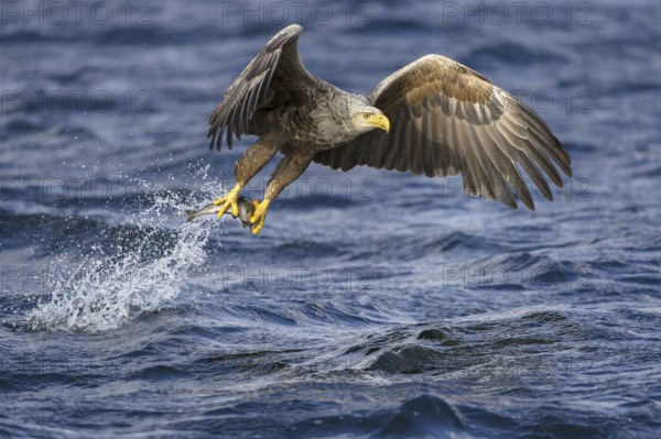 White-tailed Eagle (Haliaeetus albicilla) flying, Nord-Trondelag, Norway