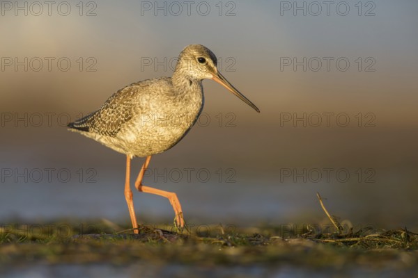 Spotted Redshank (Tringa erythropus) foraging, Poland