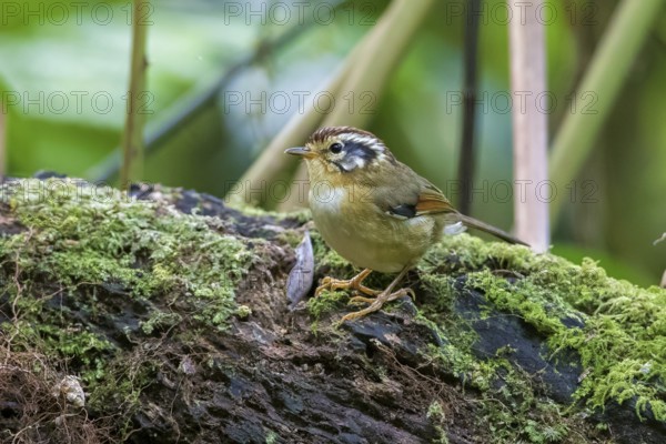 Rufous-winged Fulvetta (Alcippe castaneceps), Ngoc Linh, Vietnam
