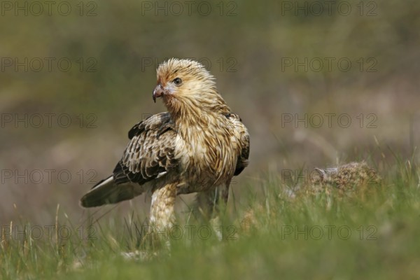 Whistling Kite (Haliastur sphenurus), Victoria, Australia