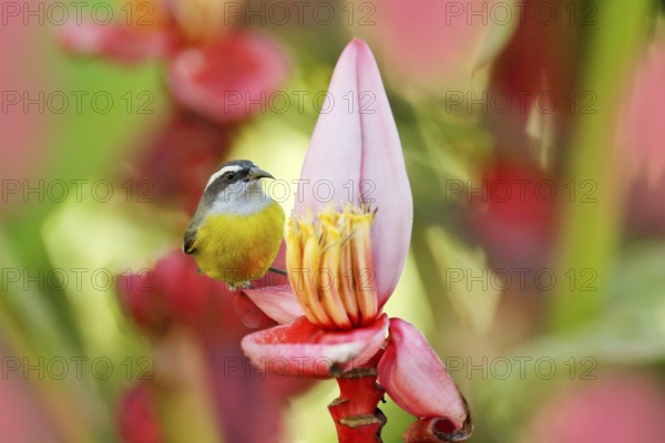 Banana pink red flower bloom with bird. Bananaquit, Coereba flaveola, exotic tropical songbird sitting on the pink flower. Grey and yellow bird in the nature habitat. Animal in the Costa Rica