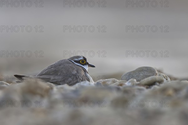 Little Ringed Plover (Charadrius dubius) incubating, North Rhine-Westphalia, Germany