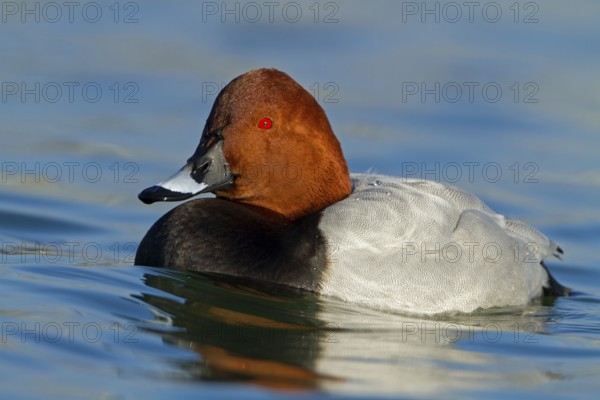 Common Pochard (Aythya ferina) male, Baden-Wuerttemberg, Germany