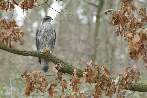 Northern Goshawk (Accipiter gentilis) female, Baden-Wuerttemberg, Germany