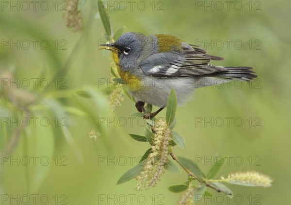Northern Parula (Setophaga americana), Texas, USA