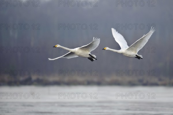 Whooper Swan (Cygnus cygnus) flying, Lower Saxony, Germany