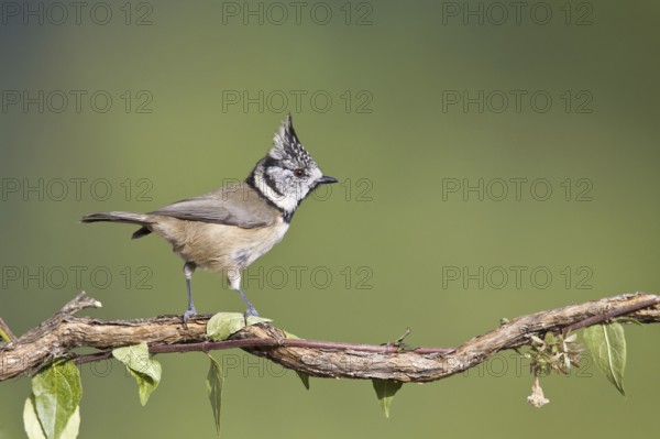 European Crested Tit (Lophophanes cristatus), Portugal