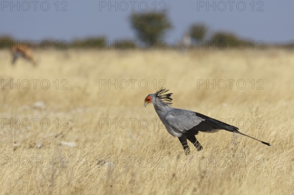 Secretarybird (Sagittarius serpentarius), Oshikoto, Namibia