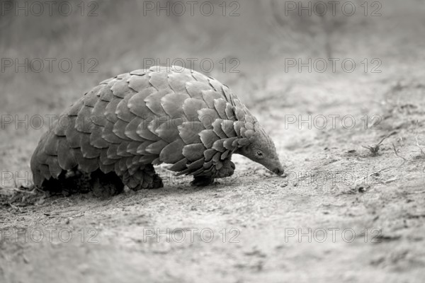 Cape Pangolin (Smutsia temminckii) close-up, Limpopo, South Africa