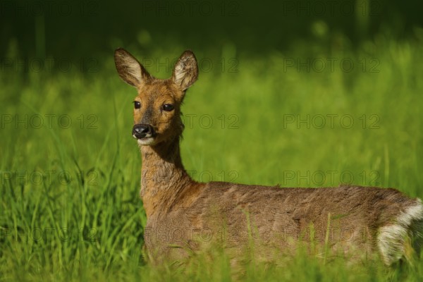Roe deer (Capreolus capreolus), female looks furtively into the camera, surrounded by tall grass, Germany