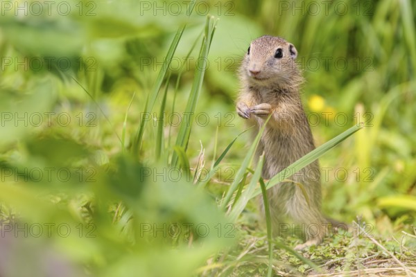 An adult European ground squirrel (Spermophilus citellus) or European souslik stands in a meadow with tall green vegetation on a sunny day