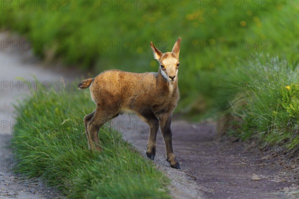 A young fawn on a path between lush, green meadows in spring, chamois, chamois, (Rupicapra rupicaprae), wildlife, Vosges, France