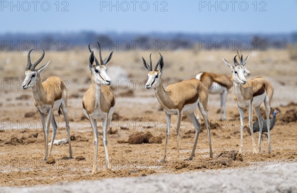 Springbok (Antidorcas marsupialis), four animals standing in a row, Nxai Pan National Park, Botswana