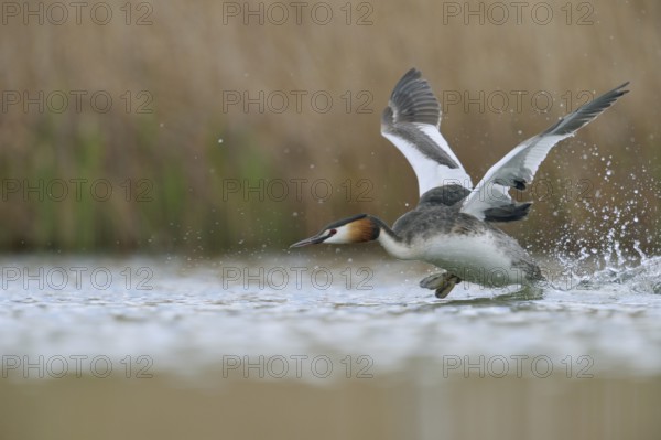 Departure... Great Crested Grebe (Podiceps Scalloped ribbonfish) takes off, takes off from water surface, waterfowl, native nature, Lower Rhine, Rhineland, North Rhine-Westphalia, Germany, Western Europe