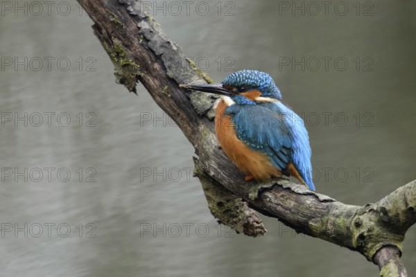 Breeding preparations... Kingfisher (Alcedo atthis) with remains of soil on its beak from digging its breeding tube, male adult bird, native birdlife, wildlife, nature, Lower Rhine, Rhineland, North Rhine-Westphalia, Germany, Western Europe