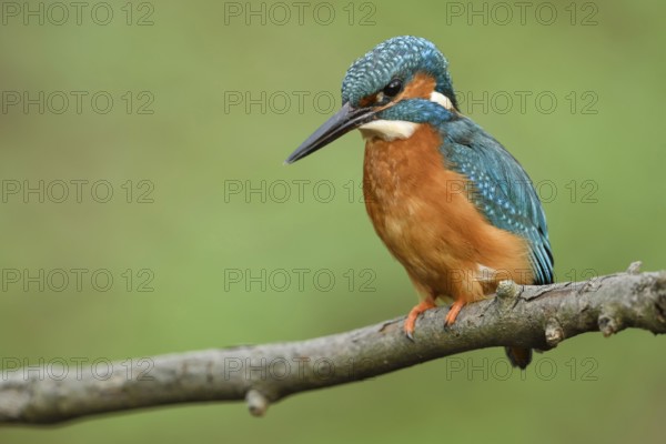 On the hunt... Kingfisher (Alcedo atthis), male adult bird looking down from his perch at the water flowing below, hoping for prey such as small fish, tadpoles, molluscs, crayfish or insects, very detailed, natural picture, Lower Rhine, North Rhine-Westphalia, Germany, Western Europe