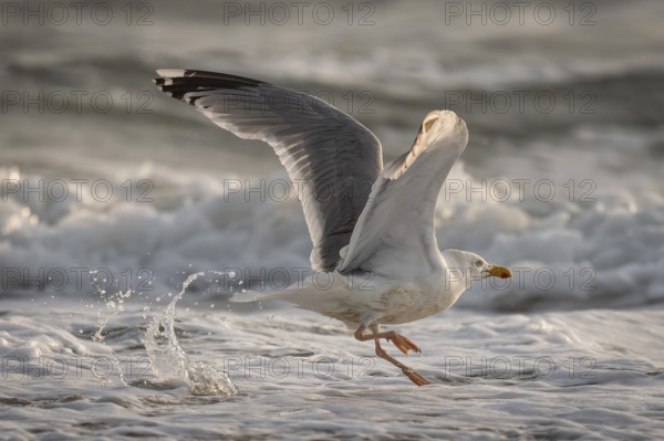 Great black-backed gull (Larus argentatus) in the surf looking for starfish, Hvide Sande, North Sea, Denmark