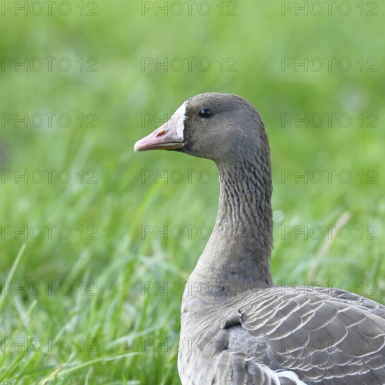 White-fronted goose (Anser albifrons), standing in a meadow in the wintering area, animal portrait, wildlife, Bislicher Insel nature reserve, Xanten, Lower Rhine, North Rhine-Westphalia, Germany