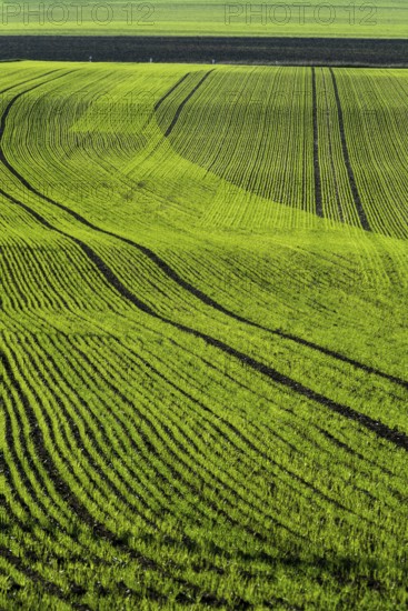 Crops of bright green young corn sprouts grow in neat rows across a vast field. The healthy plants stretch as far as the eye can see. Auvergne. France
