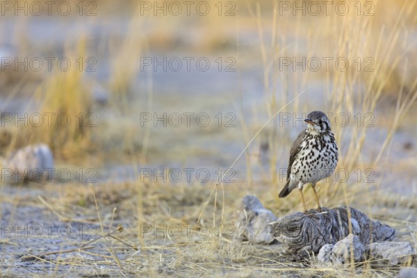 Groundscraper Thrush (Turdus litsitsirupa), Oshikoto, Etosha National Park, Namibia