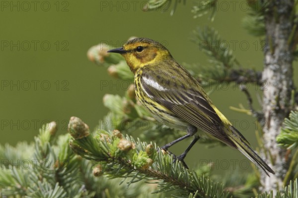 Cape May Warbler (Setophaga tigrina), Manitoba, Canada