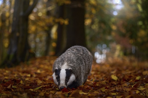 Autumn forest wildlife. Badger in the wild nature. Hidden in bushes of cranberries. Nice wood in the background, Germany, Europe. Wildlife