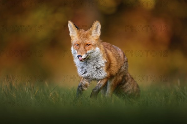 Autumn wildlife. red fox running on orange autumn leaves. Cute Red Fox, Vulpes vulpes in fall forest. Beautiful animal in the nature habitat. Wildlife scene from the wild nature, Germany Europe
