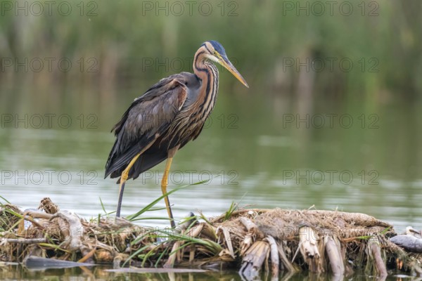 Purple Heron (Ardea purpurea) foraging, Subotica, Serbia