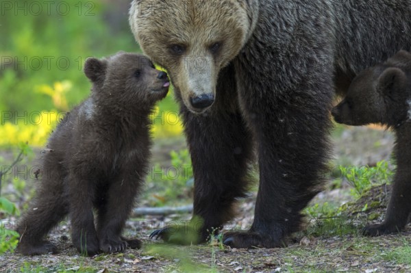 Eurasian Brown Bear (Ursus arctos) mother with cubs in forest, Finland