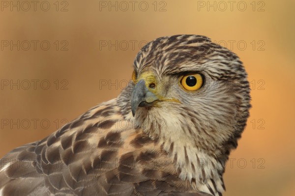 Northern Goshawk (Accipiter gentilis) juvenile, Utrecht, Netherlands