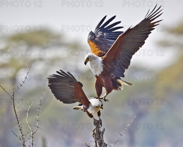 African Fish Eagle (Haliaeetus vocifer) landing, Chobe, Botswana