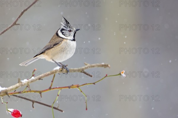 European Crested Tit (Lophophanes cristatus), Saxony-Anhalt, Germany