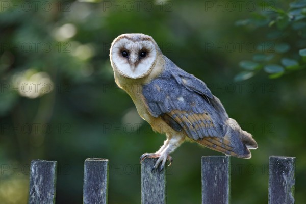 Barn owl sitting on wooden fence with dark green background, bird in habitat, Czech republic, Central Europe. Urban wildlife. Owl in the garden. Bird in nature