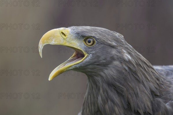 White-tailed Eagle (Haliaeetus albicilla) calling, Nord-Trondelag, Norway