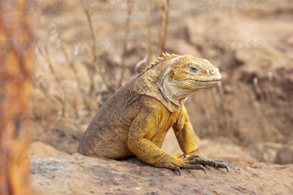 Drusenkopf (Conolophus subcristatus), Santa Cruz, Galapagos, Ecuador