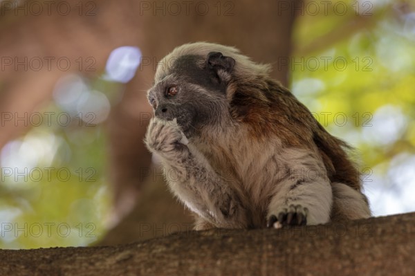 White-footed tamarin (Saguinus leucopus), Cartagena, Colombia