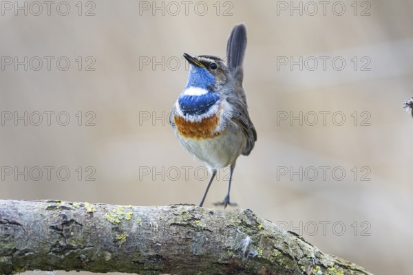 Bluethroat (Luscinia svecica cyanecula) ml Germany