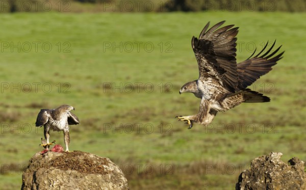 Bonelli's eagle (Aquila fasciata), pair, fighting for food, Andalusia Spain