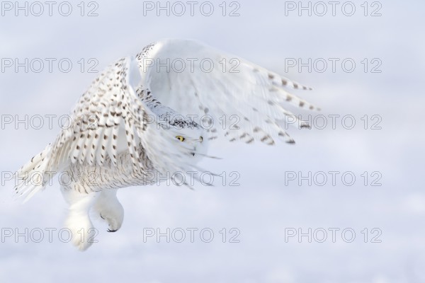 Snowy Owl (Bubo scandiacus) female flying, Quebec, Canada