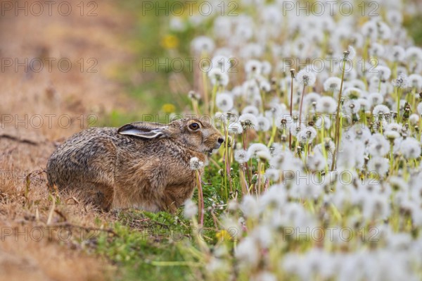 Feldhase (Lepus europaeus) sitzt in Wiese aus Löwenzahn (Taraxacum officinale), Schleswig-Holstein, Deutschland