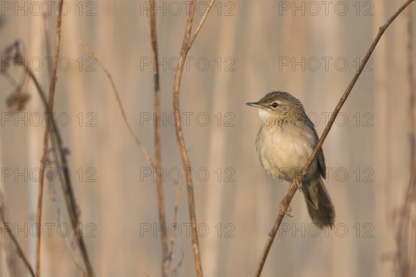 Common Grasshopper Warbler - Feldschwirl - Locustella naevia ssp. straminea, Russia