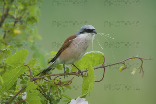 Neuntoeter (Lanius collurio) Red-backed Shrike