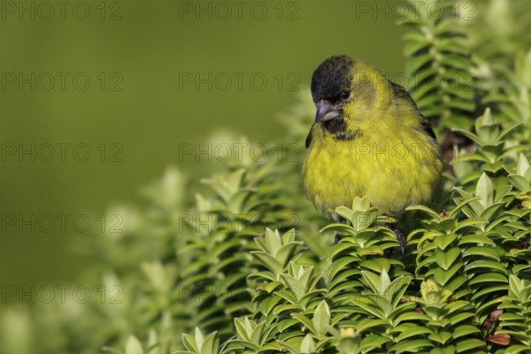 Black-chinned Siskin Spinus barbatus perched on a bush in the Falkland Islands